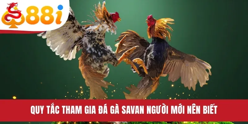 Quy tắc tham gia đá gà Savan người mới nên biết